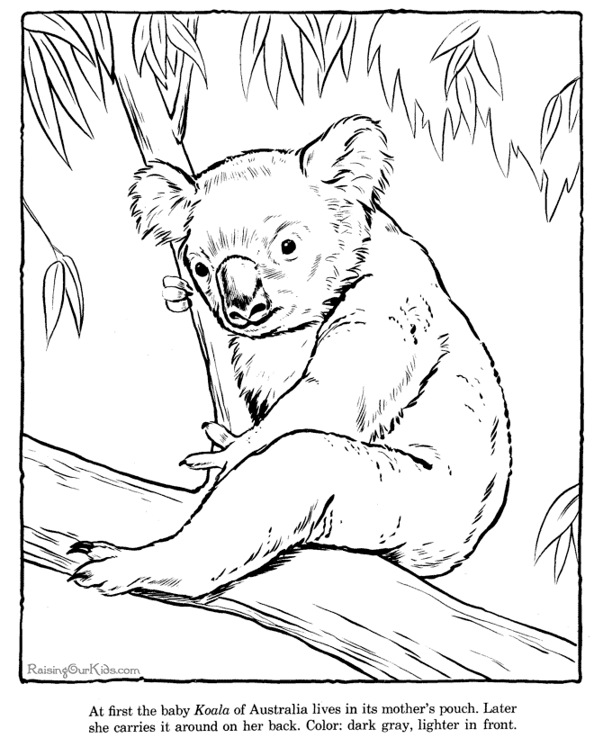 Kolorowanka Koala – Uroczy Mieszkaniec Australii do Druku kolorowanka do druku